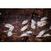 Cochinilla - Isopodo - Porcellio laevis dairy cow